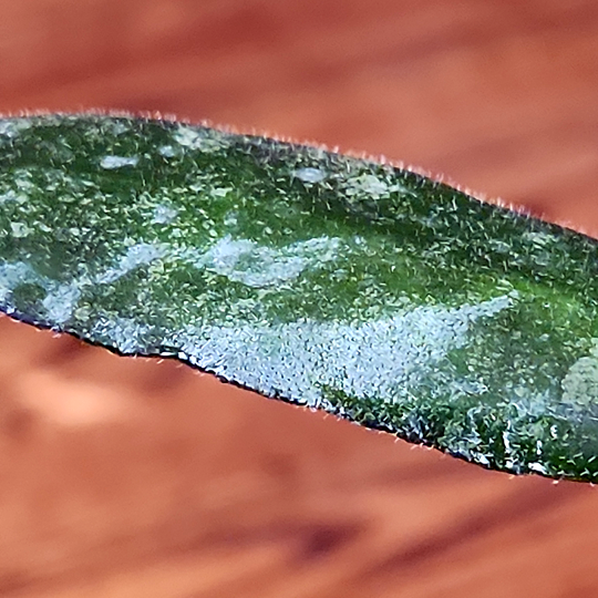 hoya flagellata