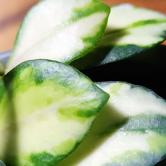 hoya heuschkeliana variegated