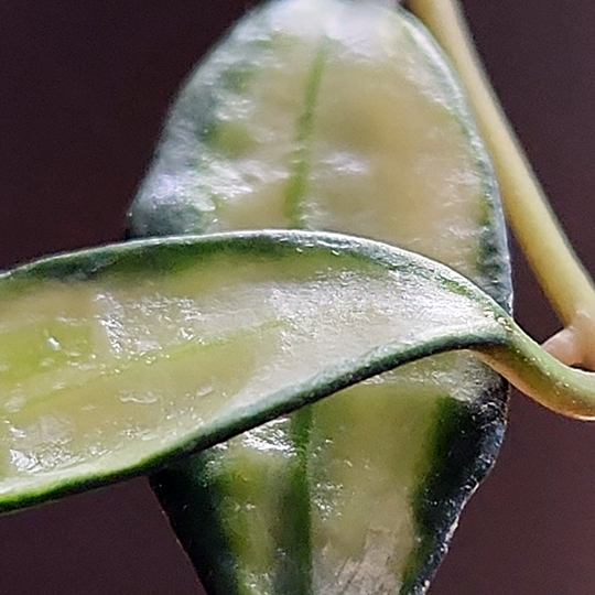 hoya lacunosa variegated