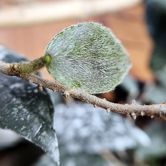 hoya caudata flat mites