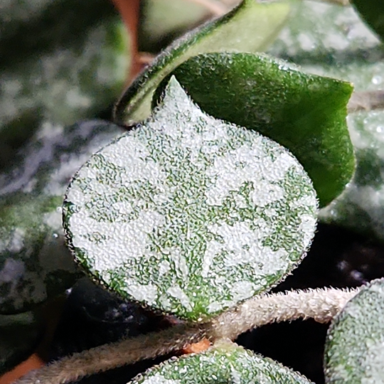 Hoya curtisii