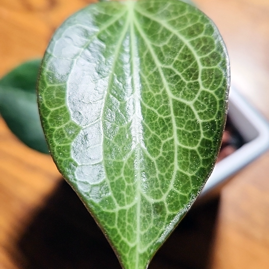 hoya nicholsoniae hellwigiana