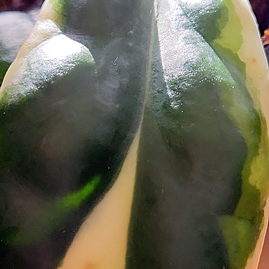 hoya incrassata outer variegation