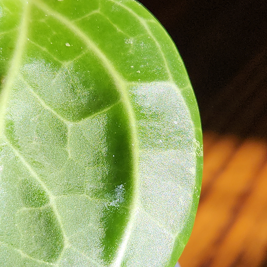 Hoya latifolia 'Sarawak'