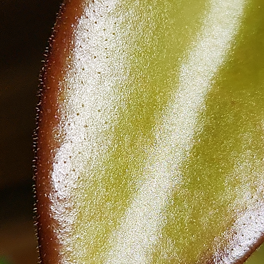 Hoya Rosita