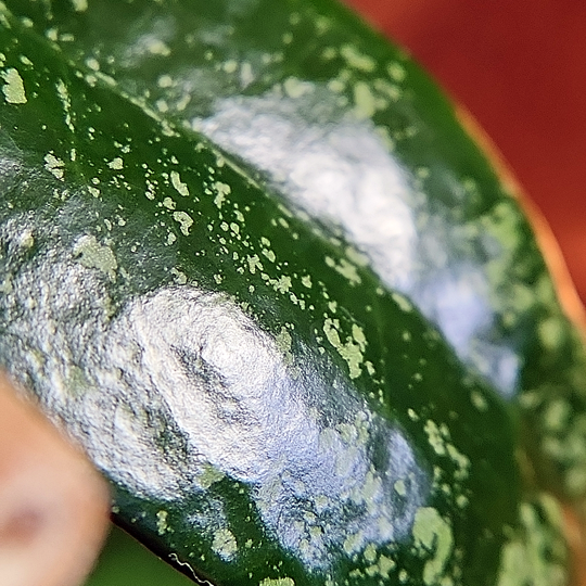 hoya verticillata black margin