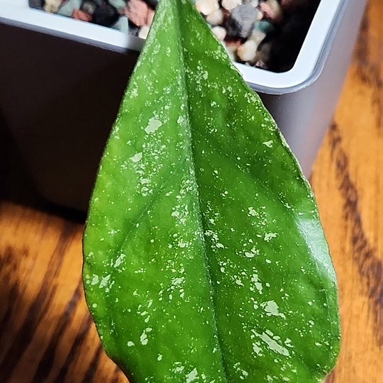 Hoya sp Chicken Farm hoya haul