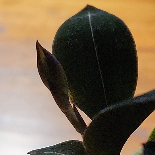 Ludisia discolor nigricans - Black Jewel Orchid