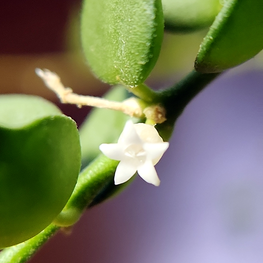 Dischidia ruscifolia