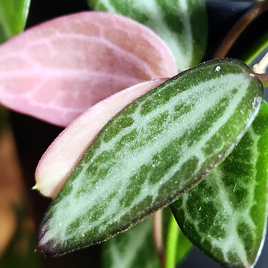 Dischidia ovata, Watermelon dischidia