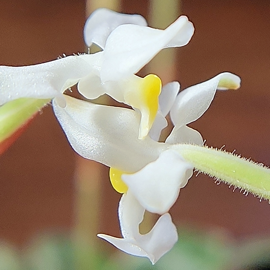 Ludisia discolor