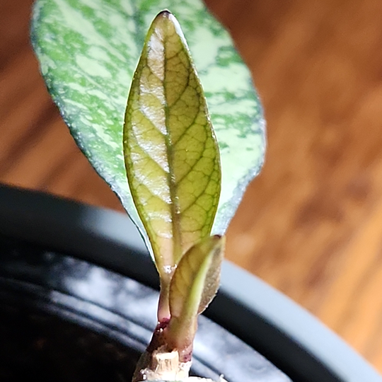 hoya crassipetiolata