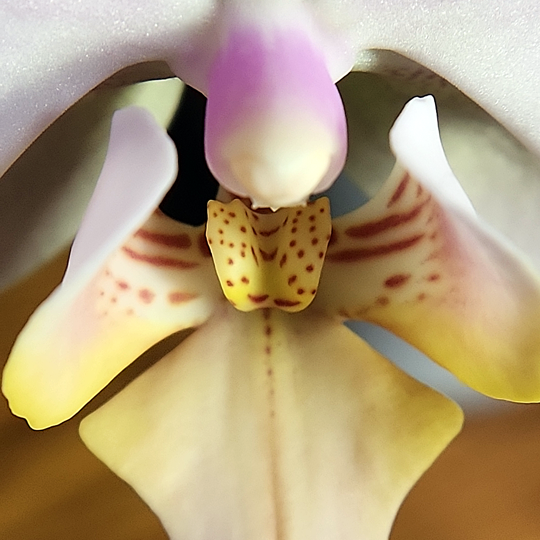 Phalaenopsis orchid