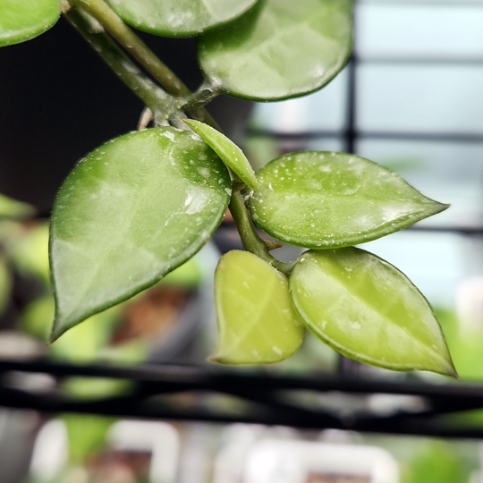 Sulfur residue on hoya lacunosa