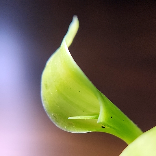 Vanilla planifolia - Vanilla Orchid