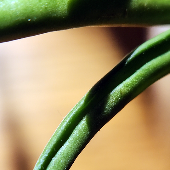 Hoya acicularis