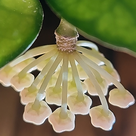 Hoya lacunosa