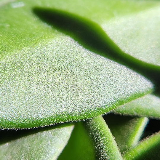 Hoya sp aff burtoniae