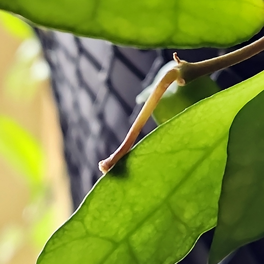 Hoya lacunosa