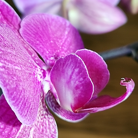 Phalaenopsis Orchid