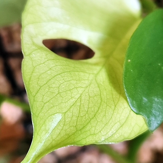 Rhaphidophora tetrasperma