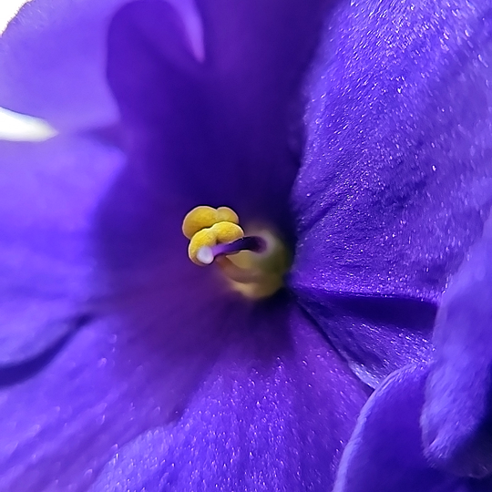 Streptocarpus - African violet