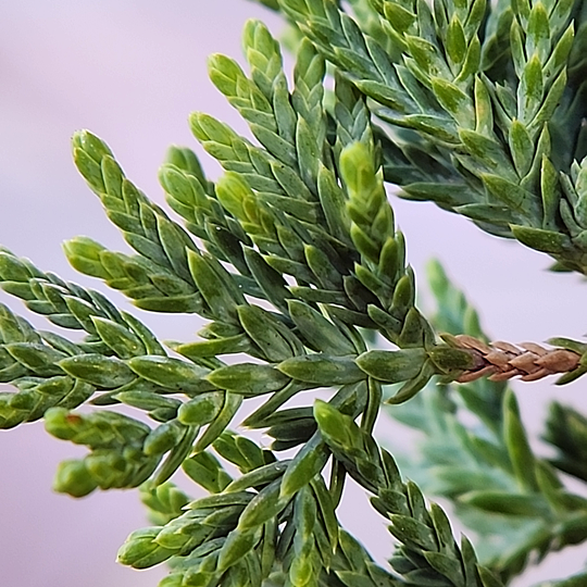 Bonsai - Juniperus horizontalis