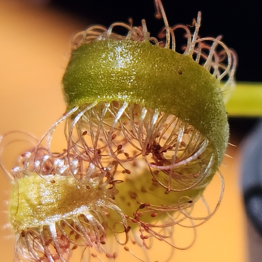 Drosera capensis