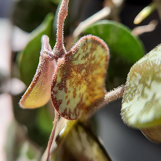 Hoya curtisii