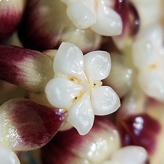 Hoya callistophylla bloom