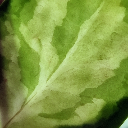 Hoya australis 'Lisa'