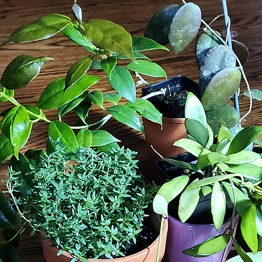 Hoya caudata, Hoya davidcummingii, Hoya Iris Marie, Wild Thyme