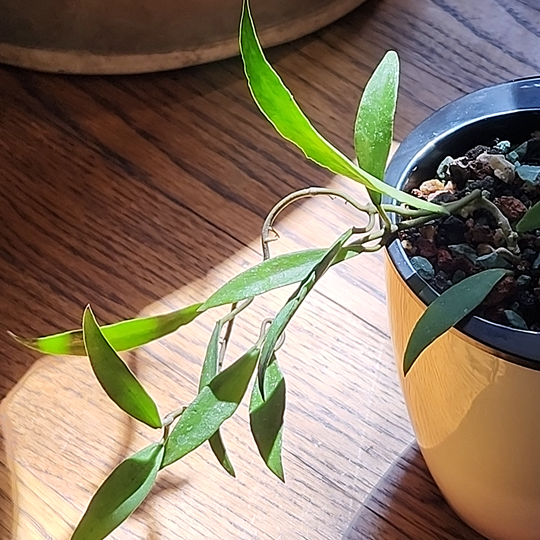 Hoya mirabilis Clone B