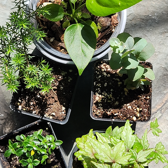 Anthurium veitchii, Serissa foetida, Eucalyptus cinerea. Coleonema pulchellum, Begonai degei