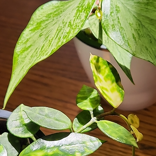 Hoya lacunosa 'Amarillo' and Hoya polyneura 'Broget'