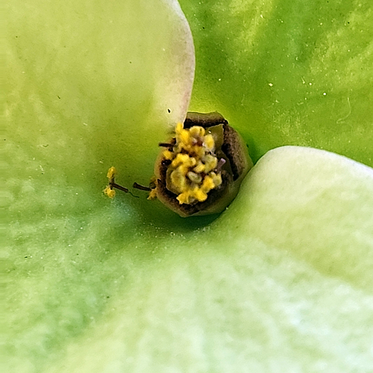 Euphorbia milii 'Century'