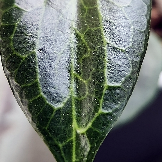 Hoya verticillata (hellwigiana)