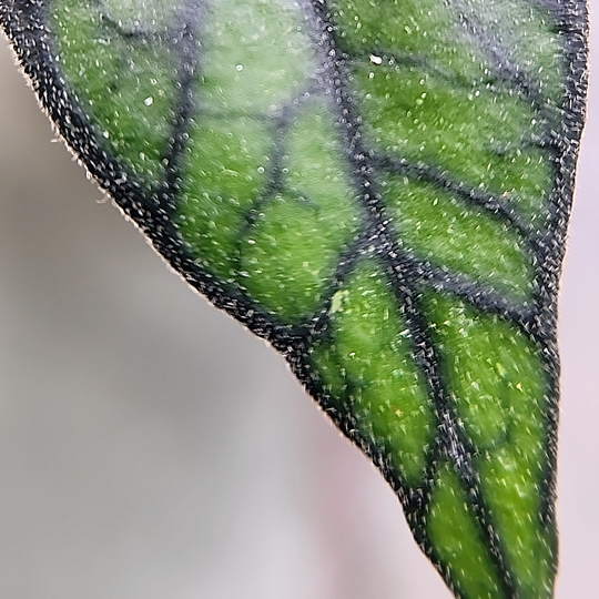 Hoya sp kalimantan