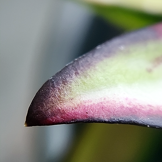 Hoya kentiana inner variegation