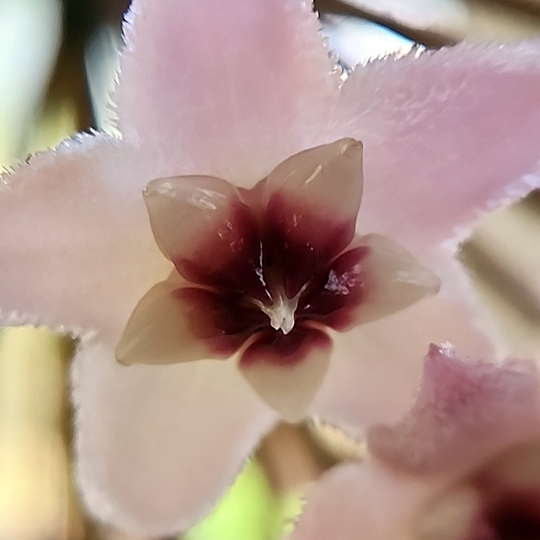 Hoya carnosa 'Krinkle 8' bloom