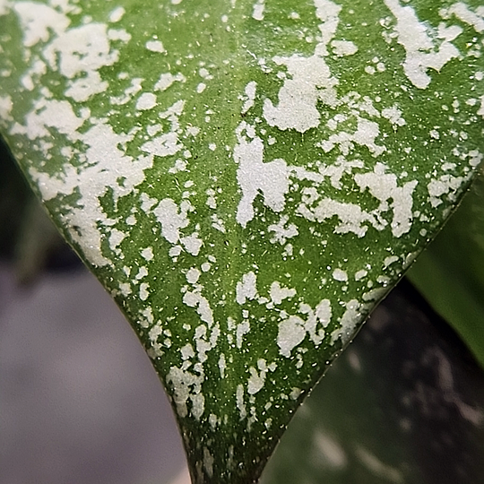 Hoya nabawanensis