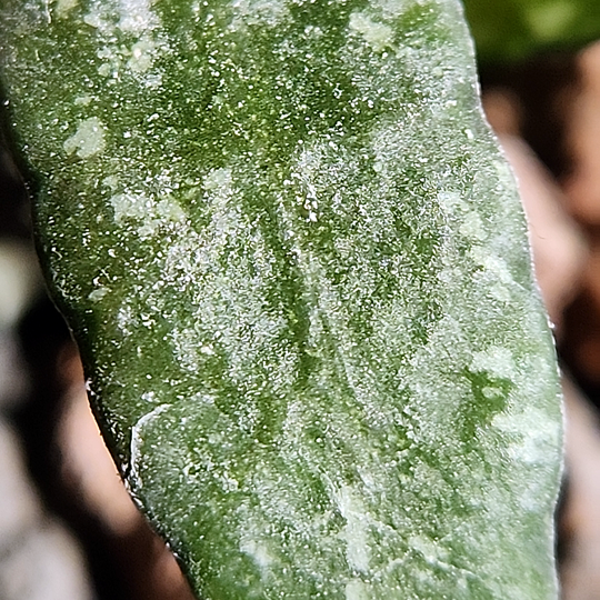 Hoya lacunosa 'Perangin-Durian'