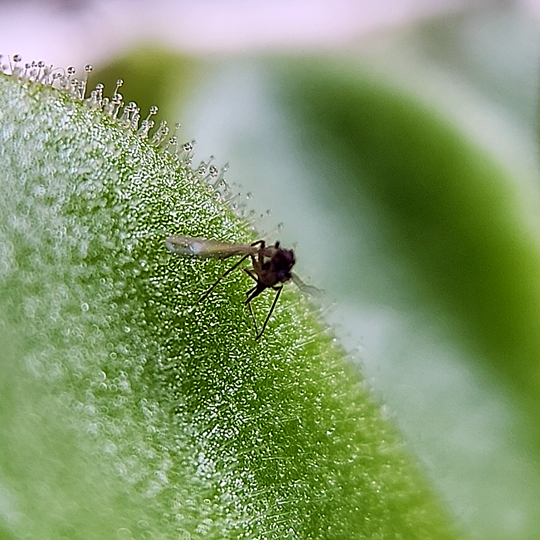 Pinguicula agnata