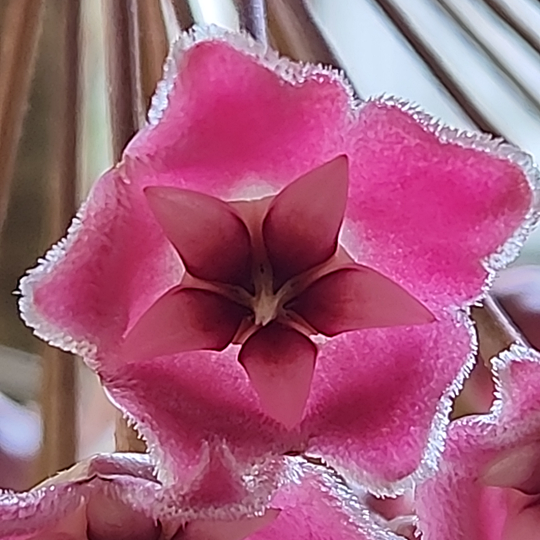 Hoya pubicalyx 'Silver-Pink'