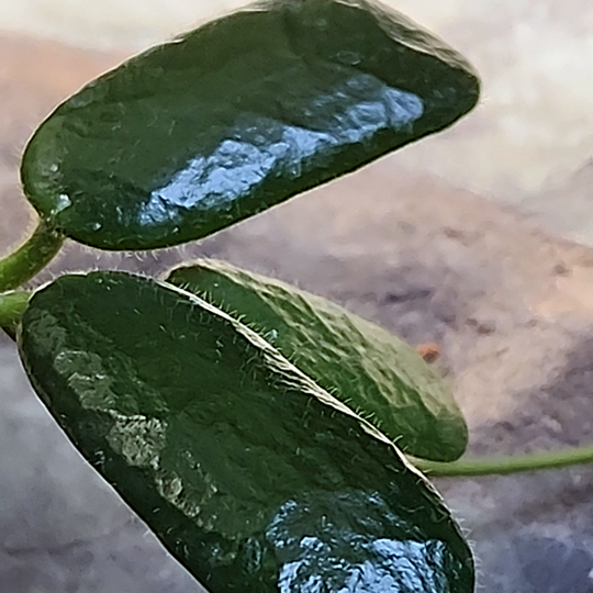 Hoya rotundiflora