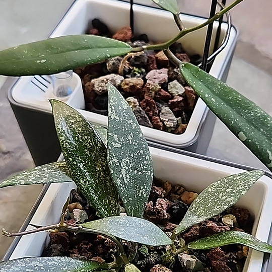 Hoya scortechinii and Hoya parviflora