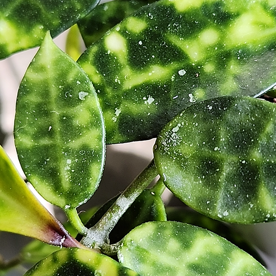 Hoya lacunosa 'Amarillo'