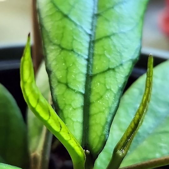 Hoya crassipetiolata