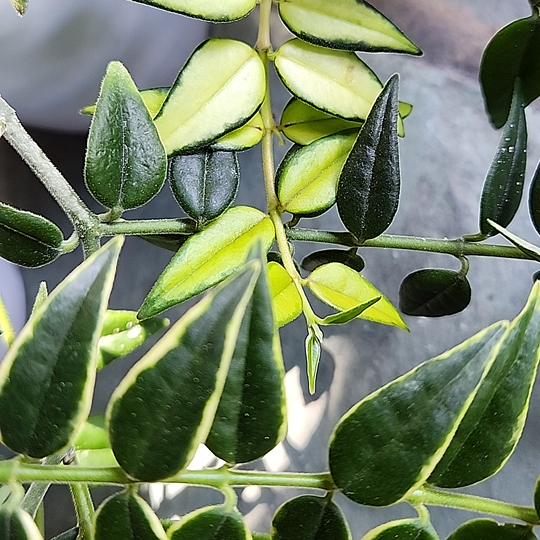 Hoya lanceolata bella