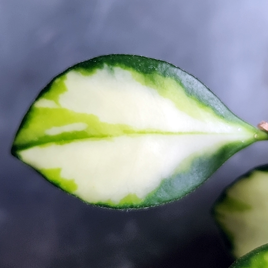 Hoya heuschkeliana variegated